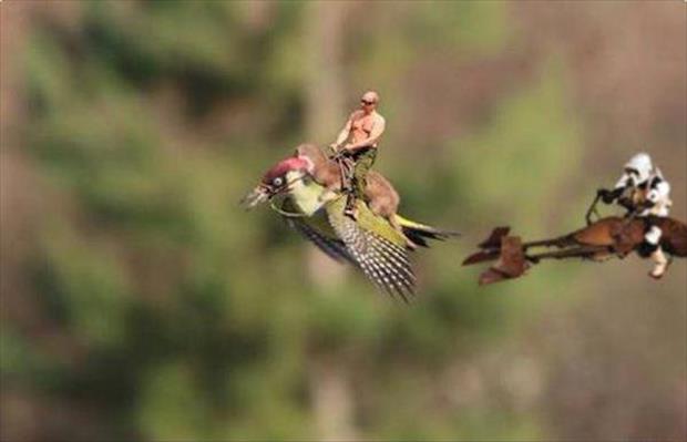 weasel riding a woodpecker meme (6)