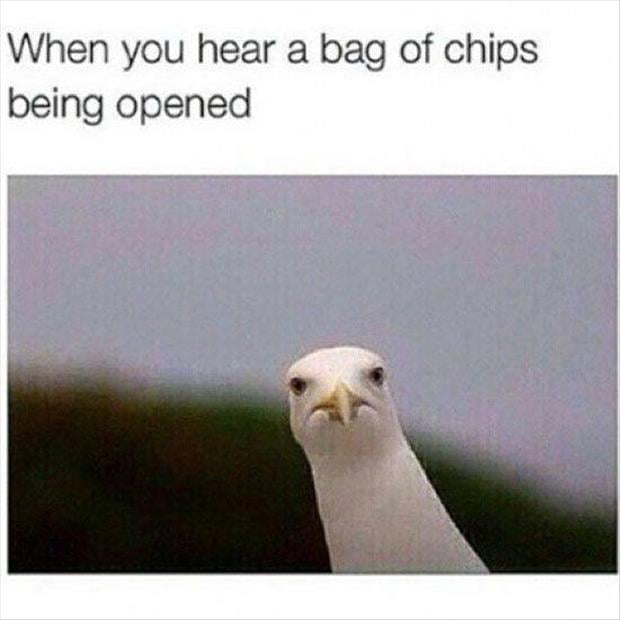 when you hear chips