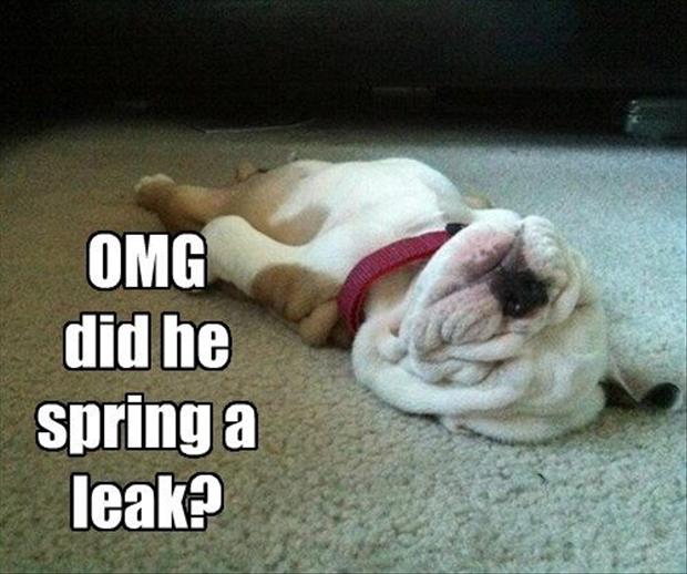 your dog is leaking