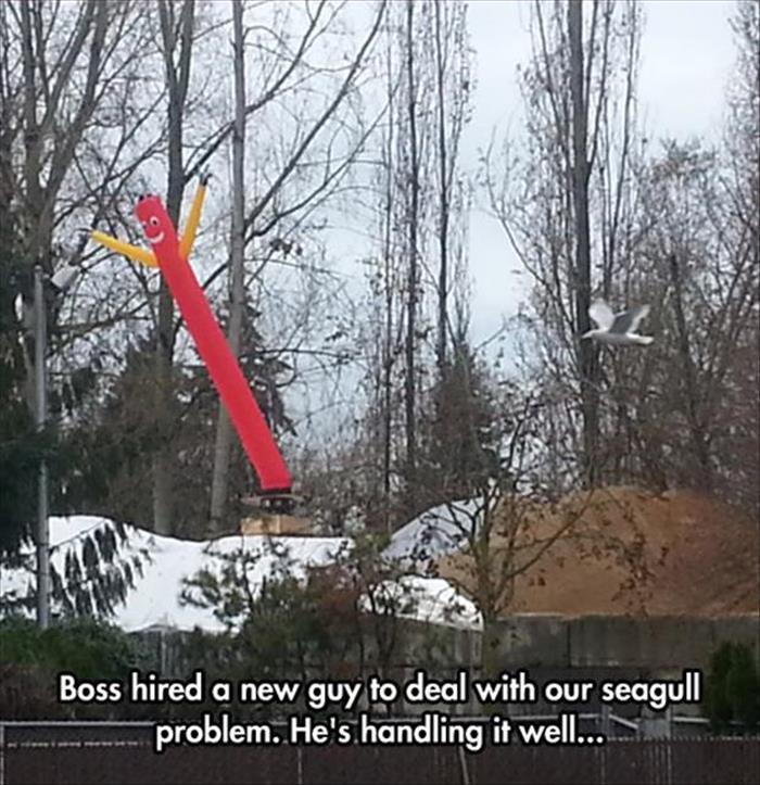 a boss hired a new guy