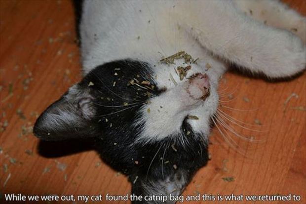 cat nip intervention (17)