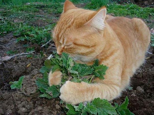 cat nip intervention (20)