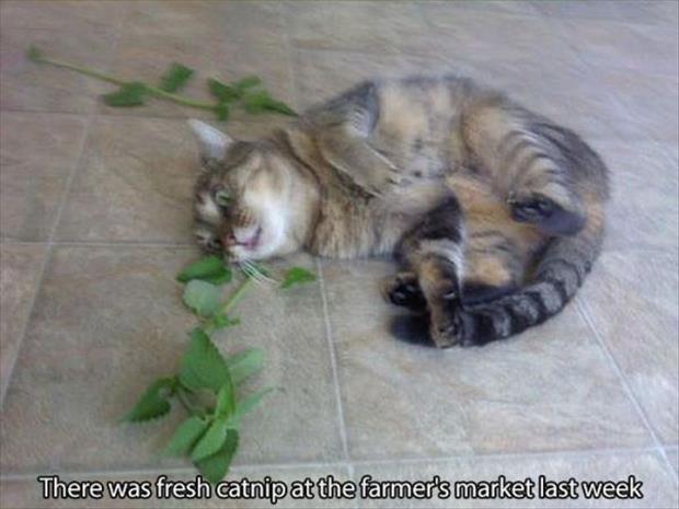 cat nip intervention (3)