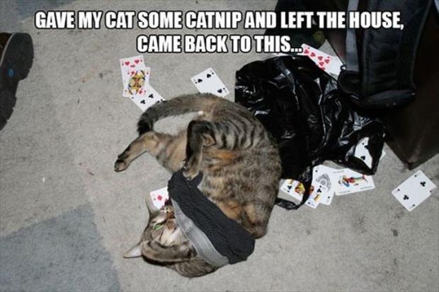 cat nip intervention (4)