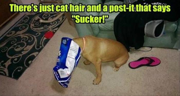 funny animal pictures (13)