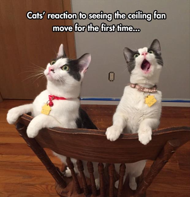 funny-cat-chair-reaction-fan