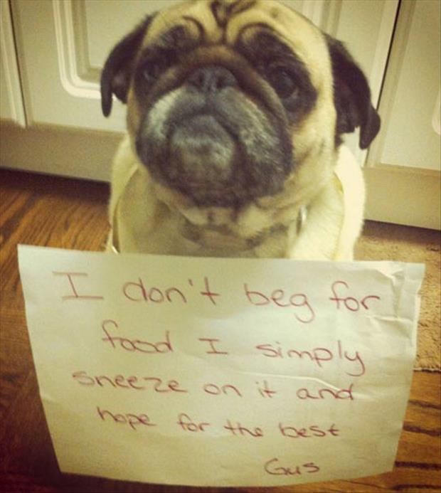 funny dog shaming