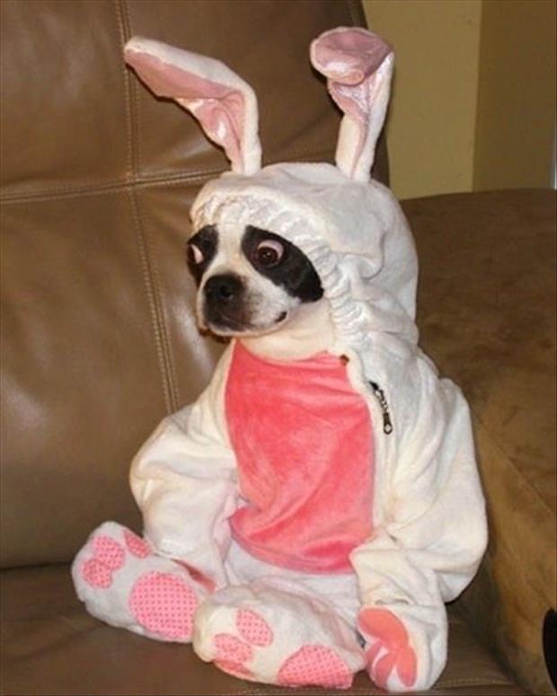 funny easter pictures (5)