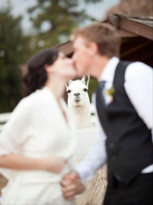 funny wedding photobombs (12)