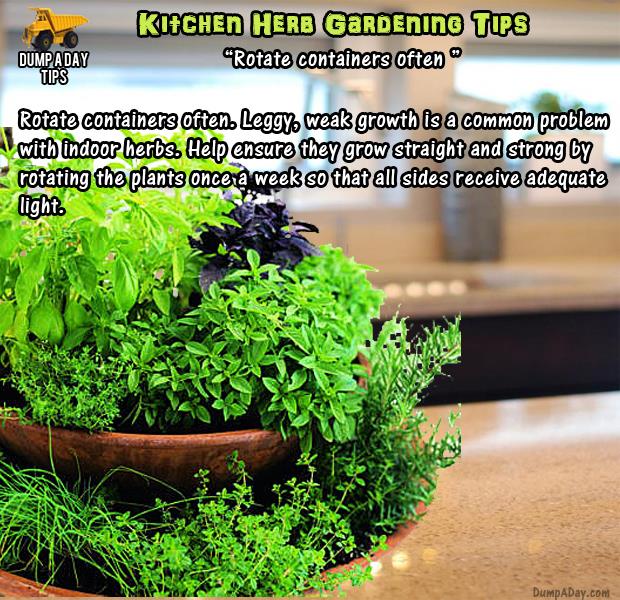 herb garden (14)