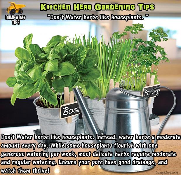 herb garden (19)