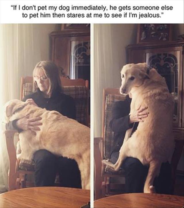 jealous dog