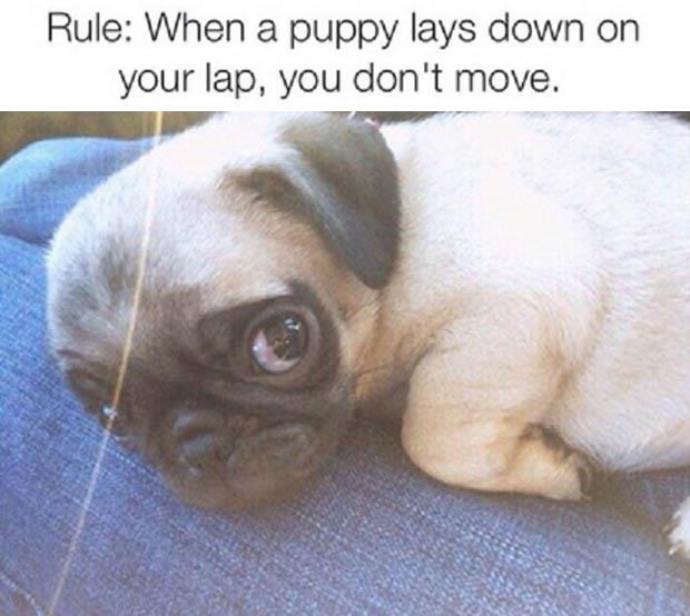 puppy rules