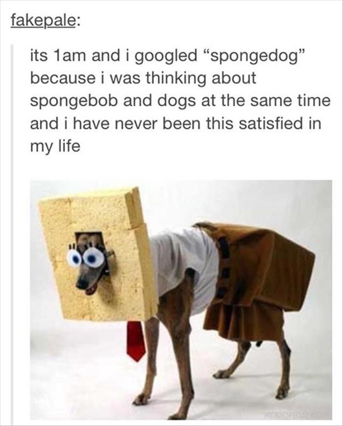 spongedog