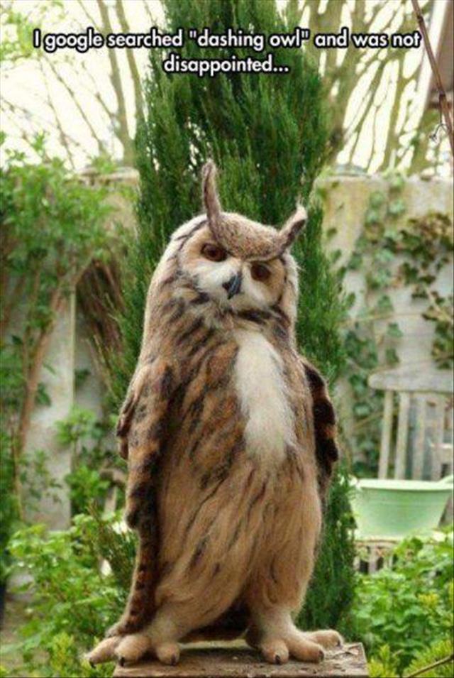 that is one good looking owl