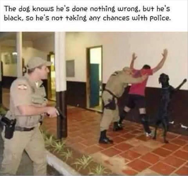 the dog has done nothing wrong