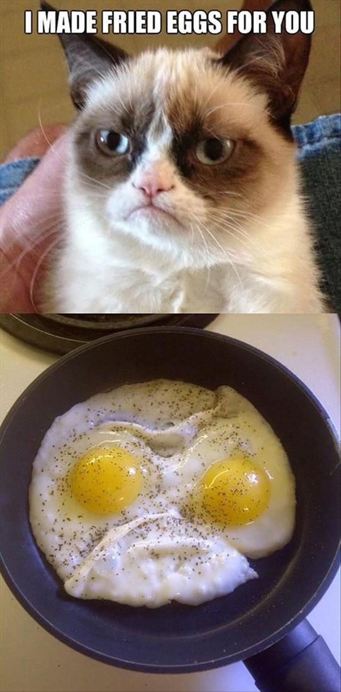 the fried eggs