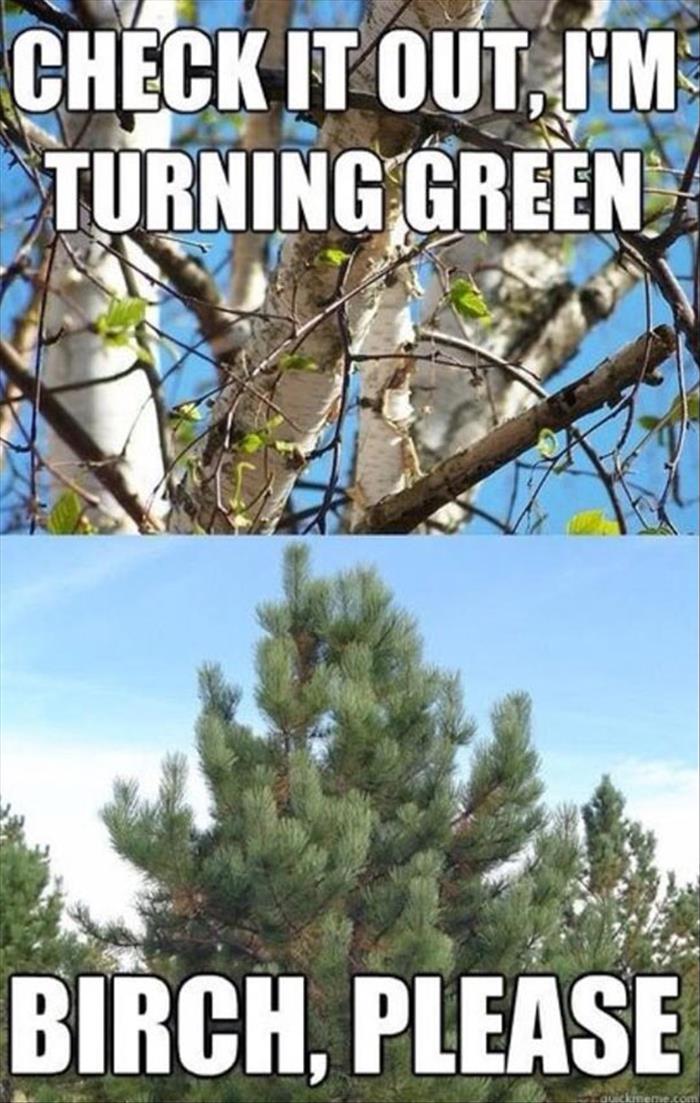 trees turning green