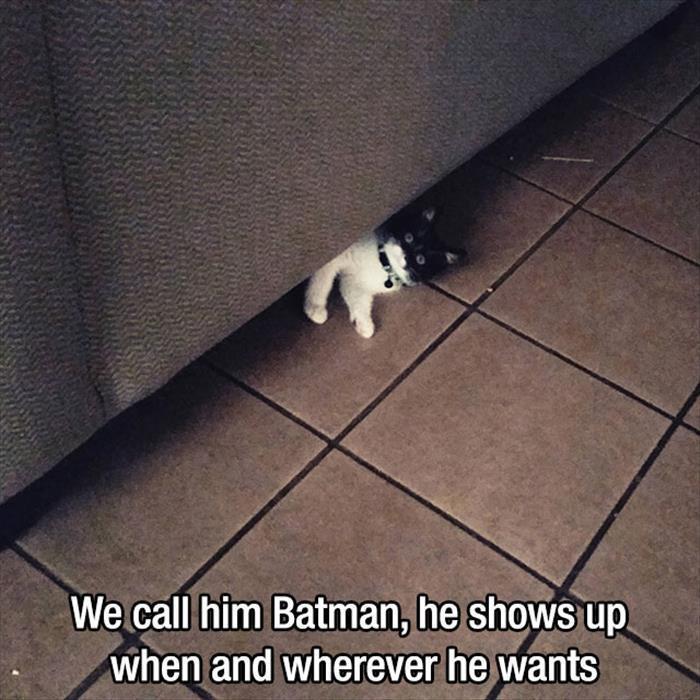 we call the cat batman