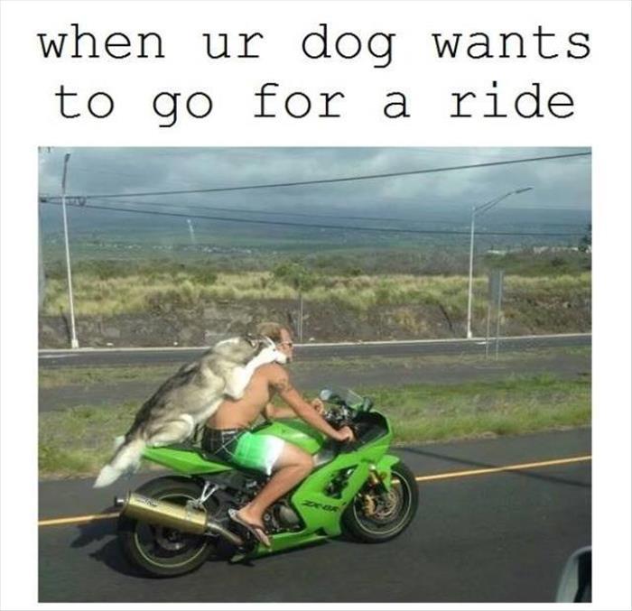 when your dog wants to go for a ride