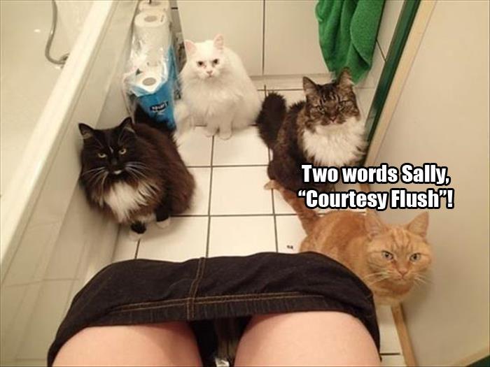 3 funny animals watching you go to the bathroom (14)