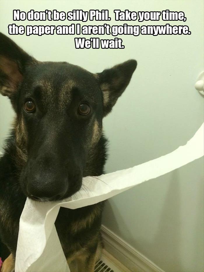 4 funny animals watching you go to the bathroom (10)