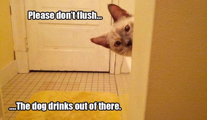 5 funny animals watching you go to the bathroom (17)