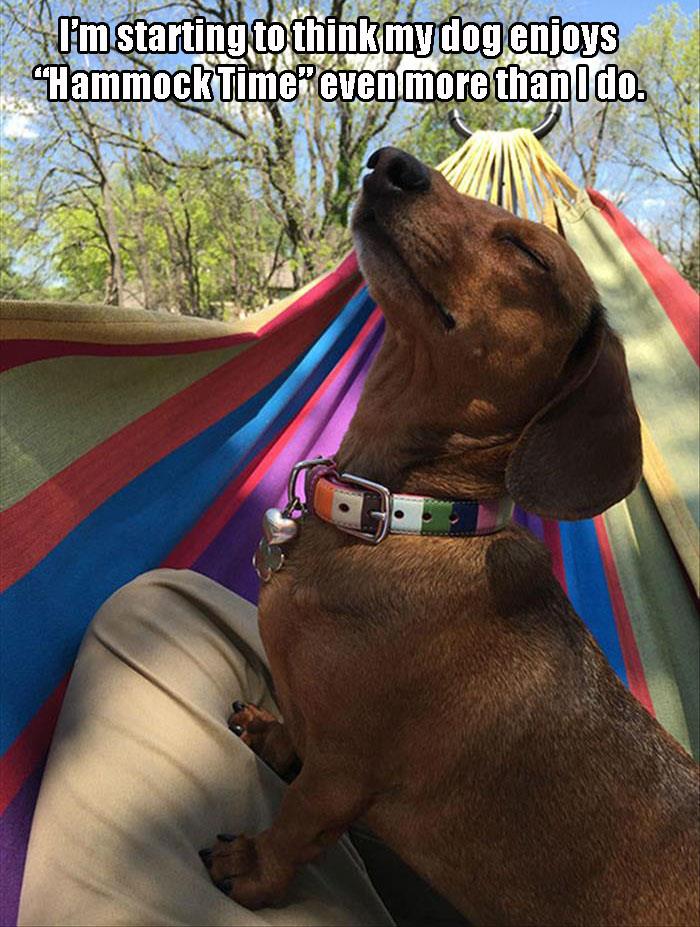 I'm starting to think my dog likes the hammock even more than I do
