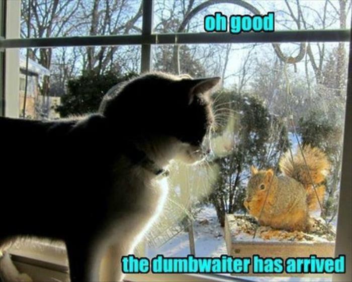 a funny animals (11)