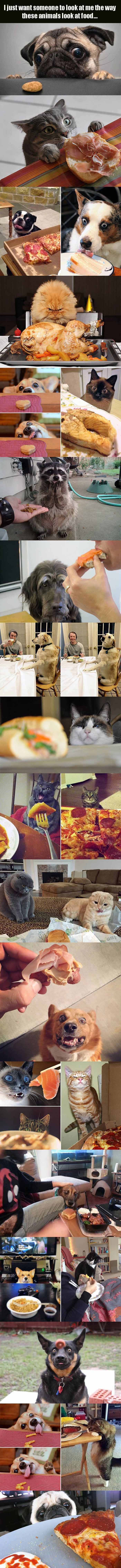 animals looking at food