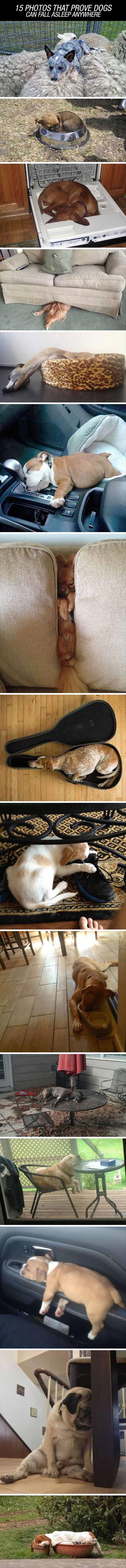 dogs can sleep anywhere