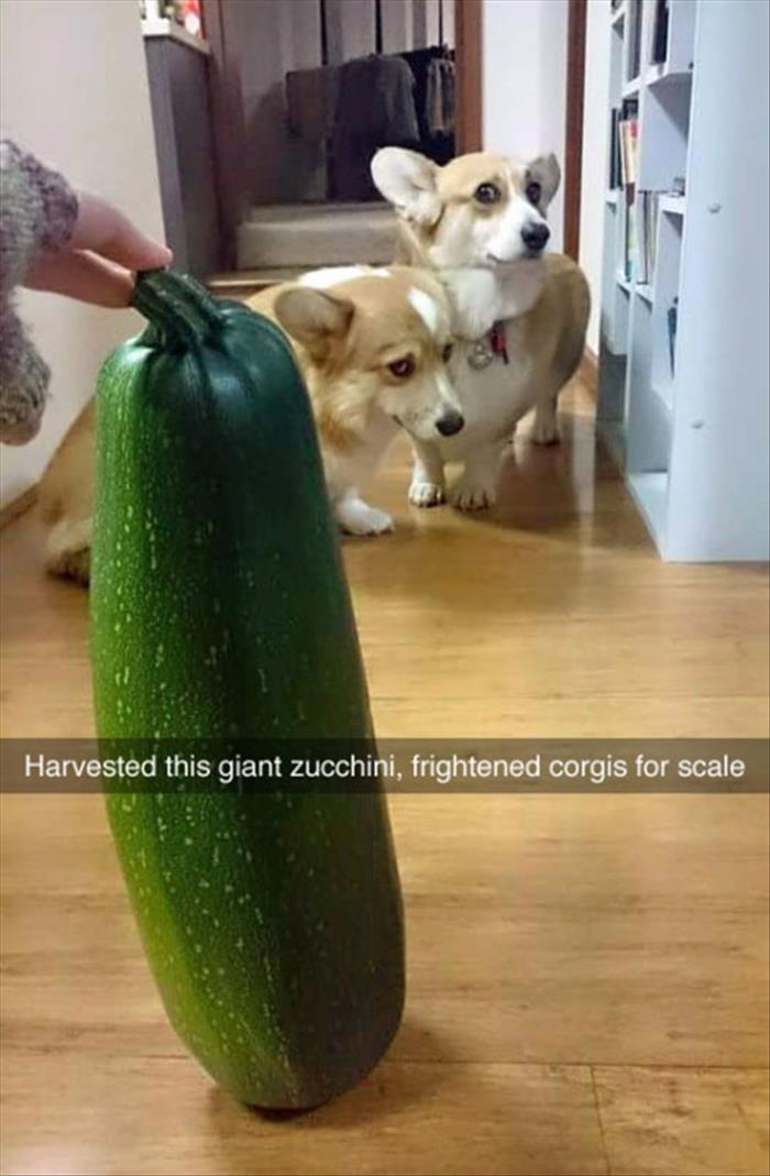dogs for scale