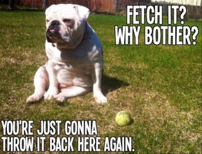 fetch (6)
