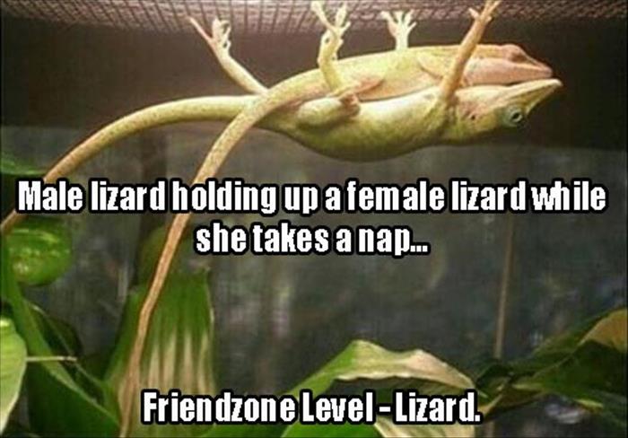 friendzone level lizard