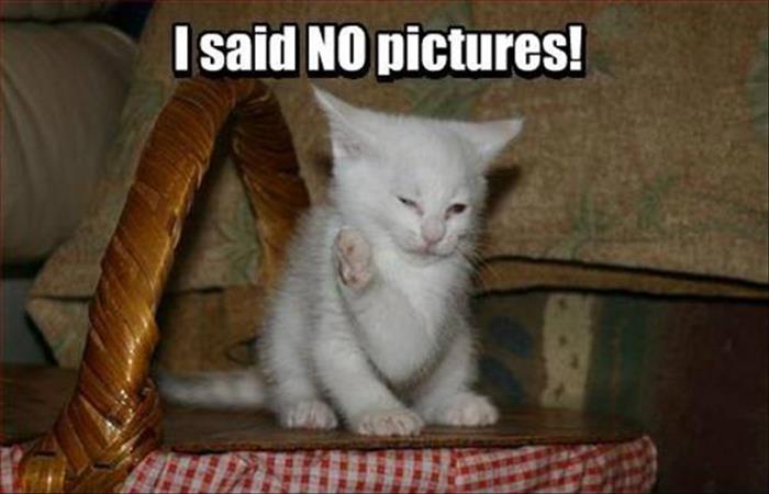 funny animals (12)