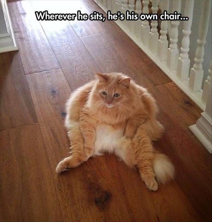 funny animals (19)