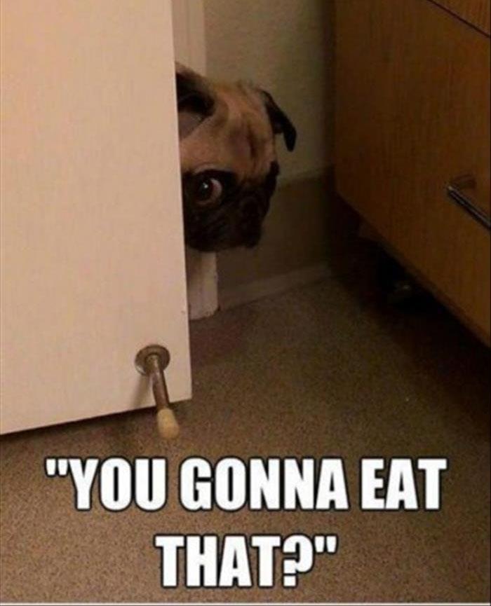 funny animals watching you go to the bathroom (13)