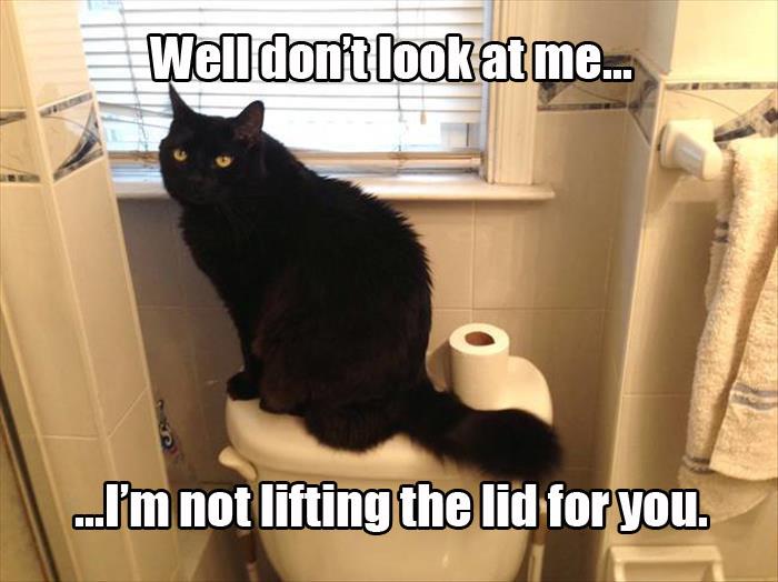 funny animals watching you go to the bathroom (15)