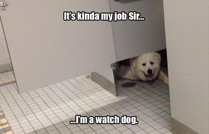 funny animals watching you go to the bathroom (19)