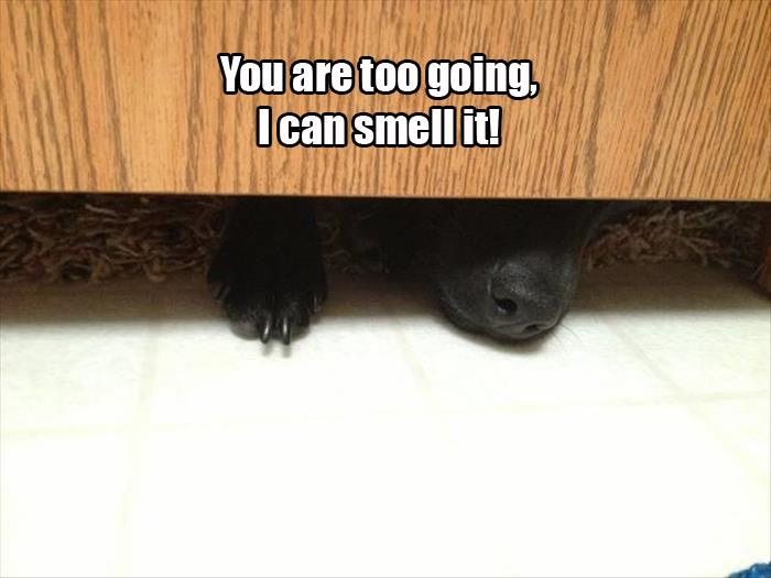 funny animals watching you go to the bathroom (8)