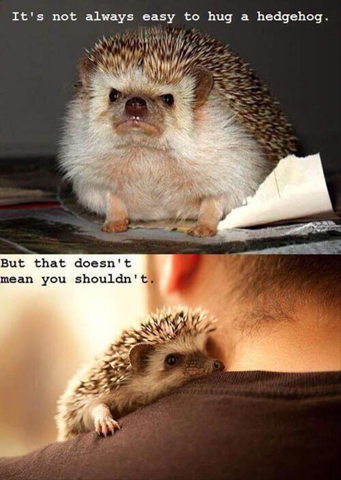 funny-cute-angry-hedgehog-hug