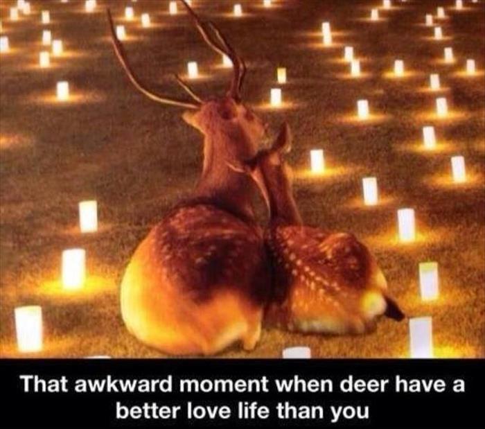 funny deer