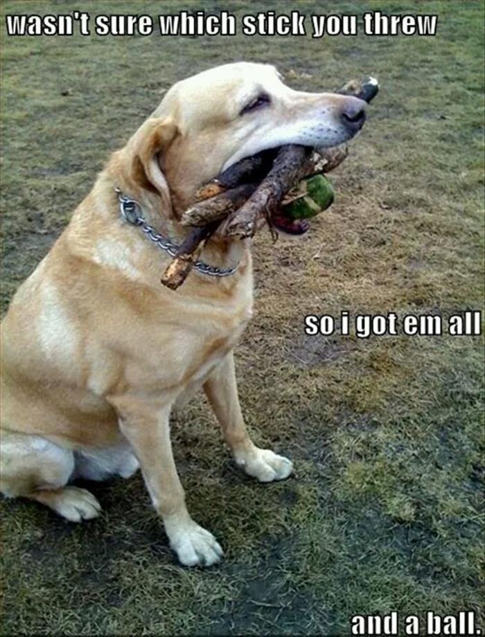 funny-dog-fetch-stick