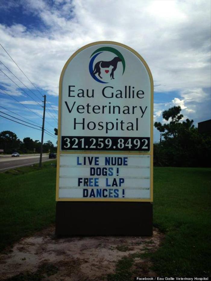 funny vet (3)