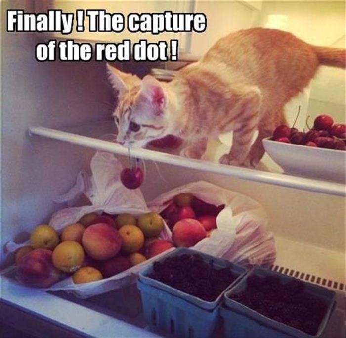 getting the red dot for a cat