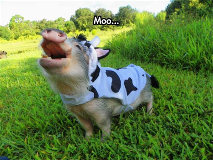 moo