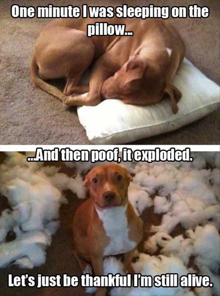 pillow vs dog