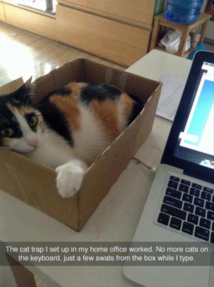 the cat trap