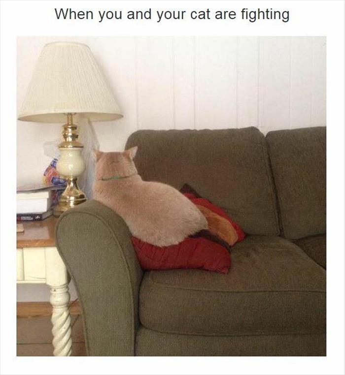 when your cat is fighting with you