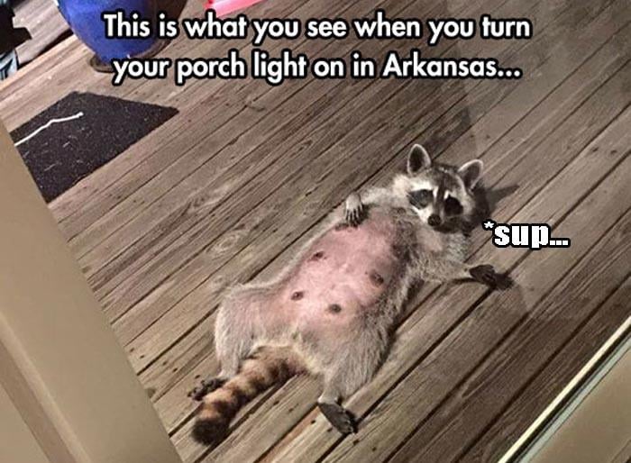 a funny racoon